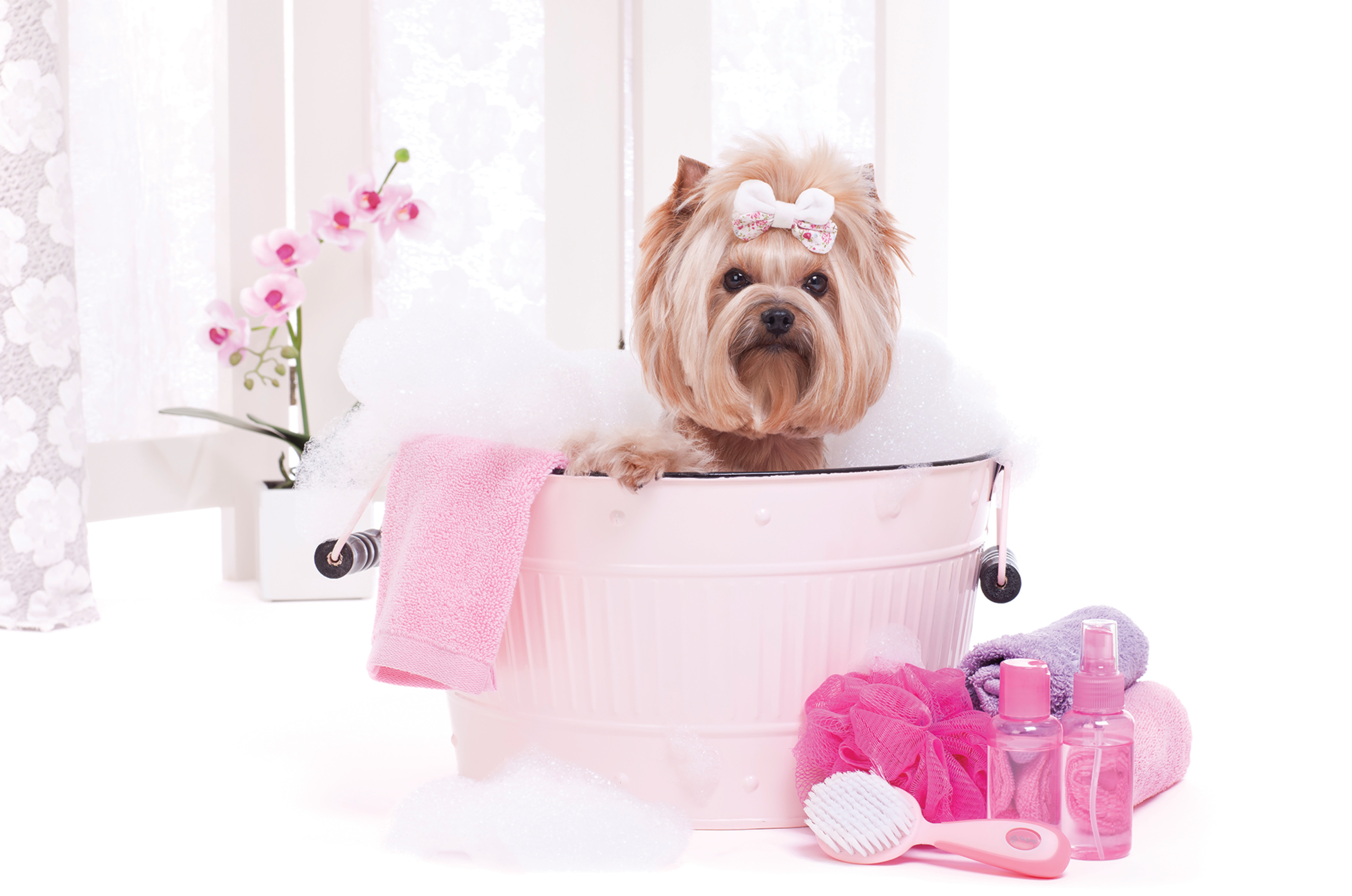 Diamond in the Ruff Pet Spa & Boutique