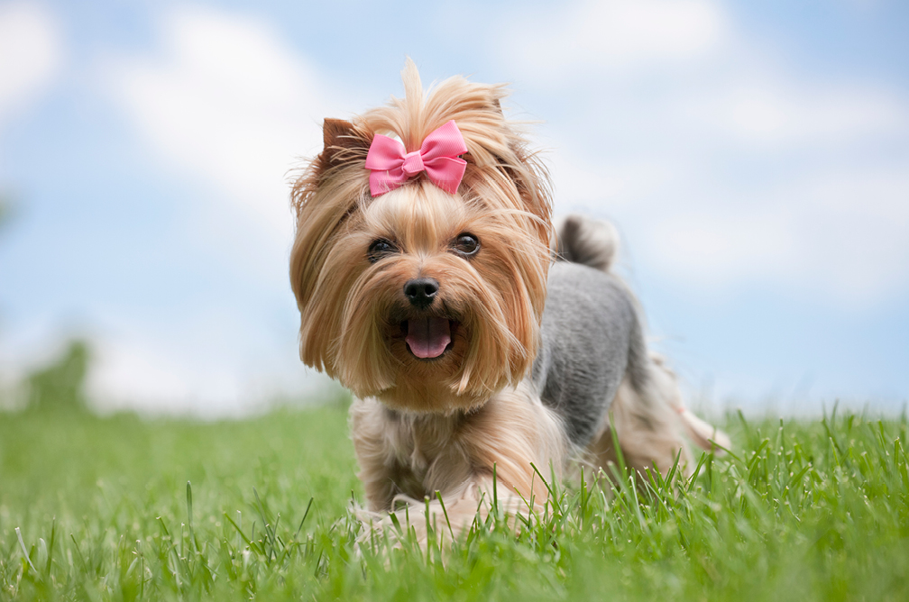 Cozy Corner's Village Pet & Feed