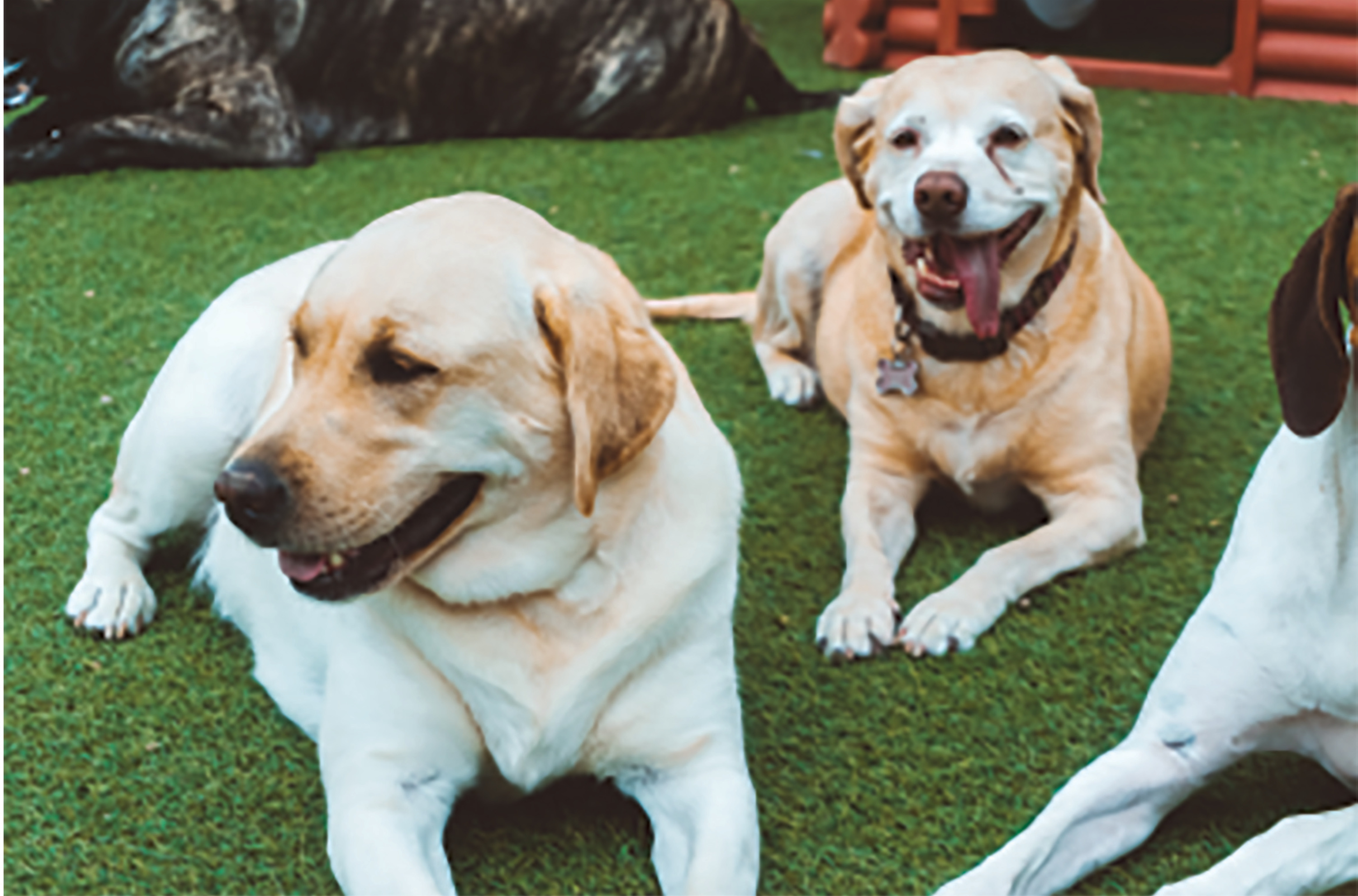 Exceptional Pets Maricopa